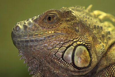 Green Iguana