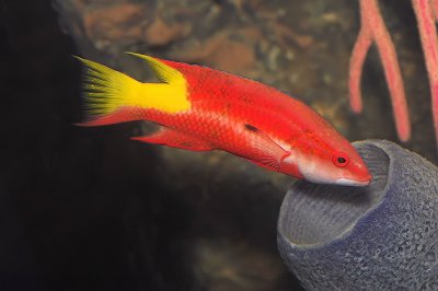 Cuban Hogfish