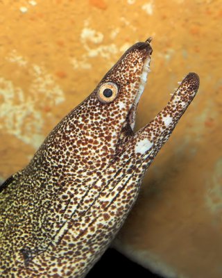 Eel