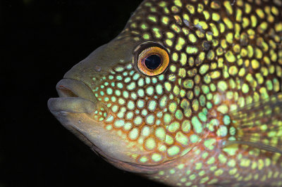 Texas Cichlid Portrait