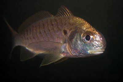 National Aquarium in Washington DC