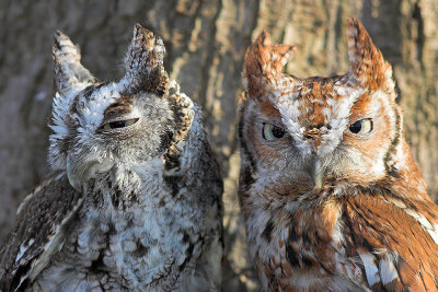 2 Eastern Screech Owls