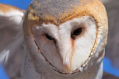 Barn Owl Action