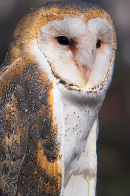Stoic Barn Owl