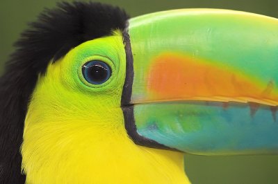 Keel-billed Toucan Close-up