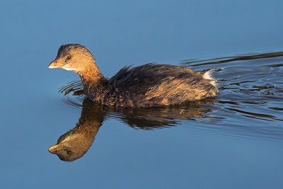 Pied-billed Grebe Reflecting