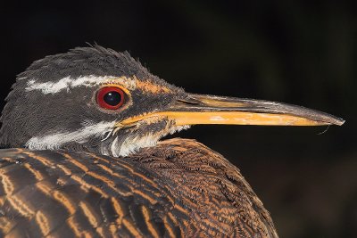 Sunbittern