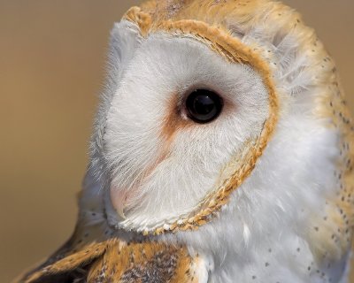 Barn Owl Posing