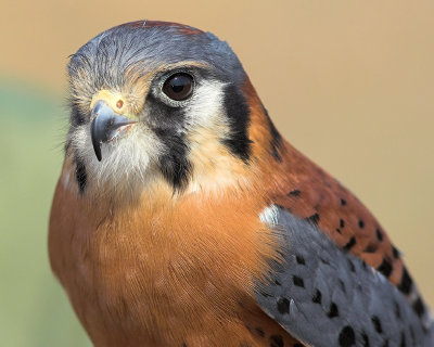 American Kestral