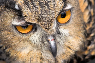 Eurasion Eagle-Owl