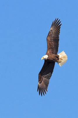 Eagle at Huntley Meadows