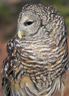 Barred Owl Posing