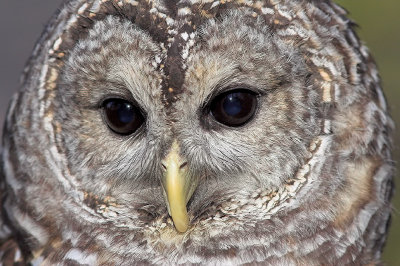 Barred Owl Close-up