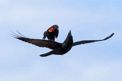 Blackbird & Crow