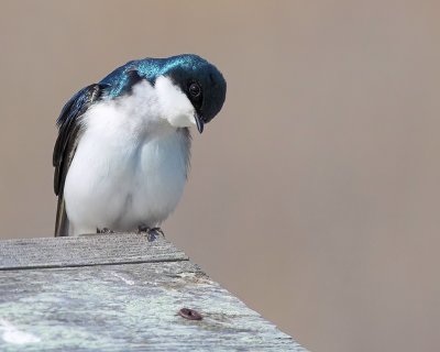 Curious Tree Swallow