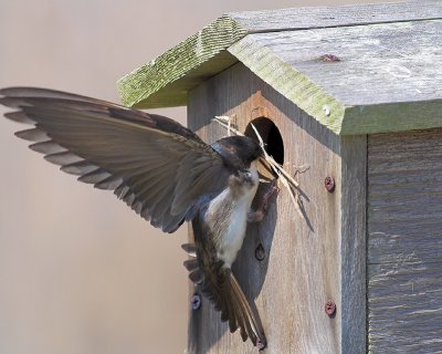 Tree Swallow Struggles