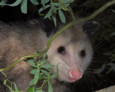 Opossum Visits