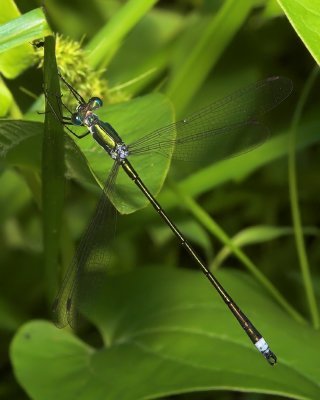 Emerald Spreadwing - Female