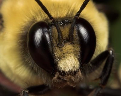 Bee - Up close and personal