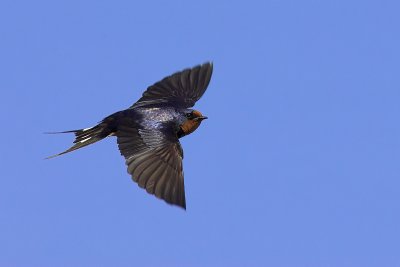 Swallow Flight