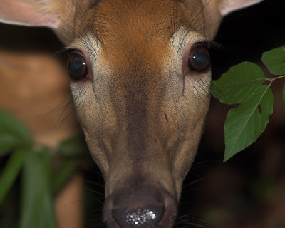 Deer Close-up