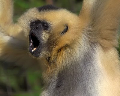 Gibbon Sings