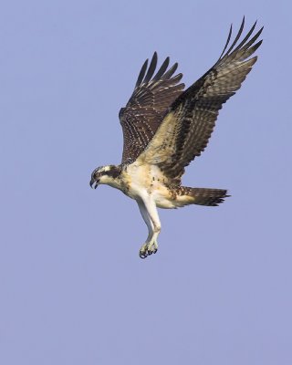 Osprey Flight