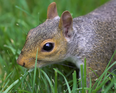 Squirrel Close-up