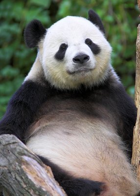 Resting Panda