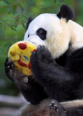 Panda Treat