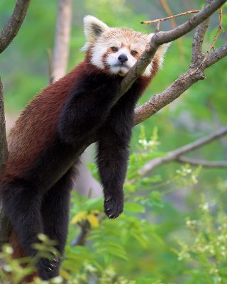 Lounging Red Panda