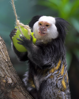 Geoffroys Tufted-eared Marmoset