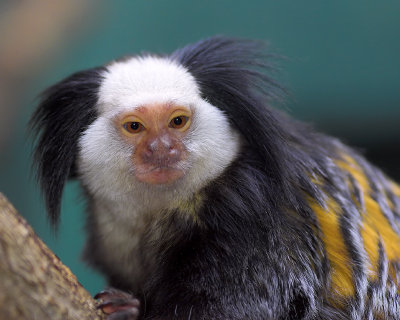 Geoffroys Tufted-eared Marmoset