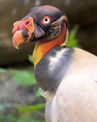 King Vulture