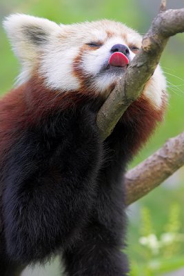 Red Panda Sleeping