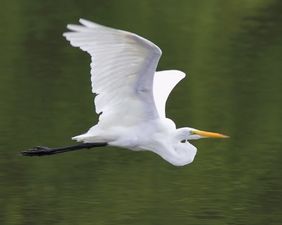 Egret Flight over Water