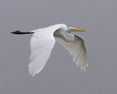 Egret Flight over Water