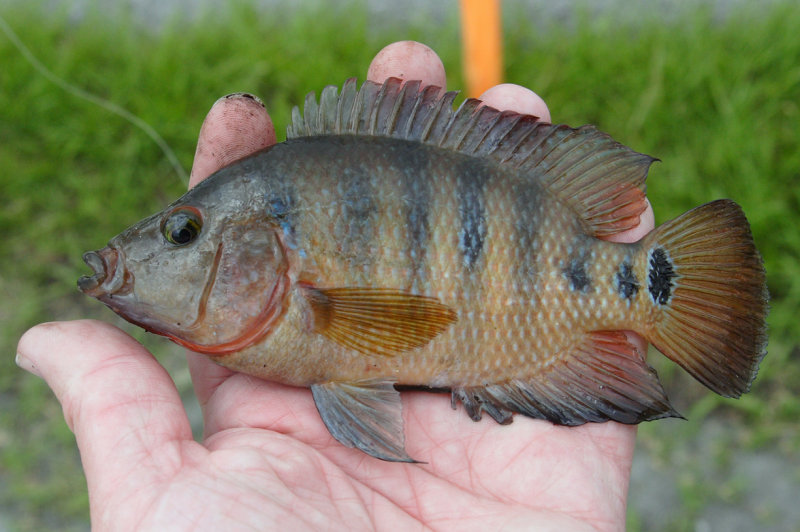 Mayan Cichlid