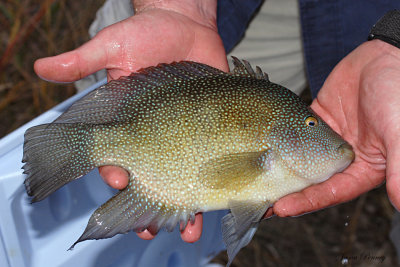 Texas Cichlid from Kinney County