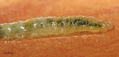 Caddisfly larvae