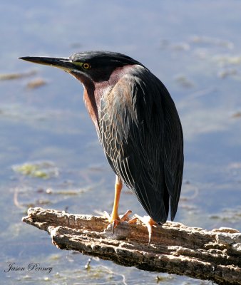 Green Heron