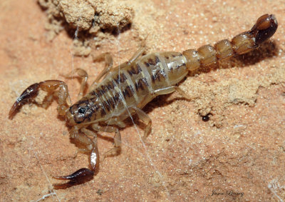 Vaejovis waueri
