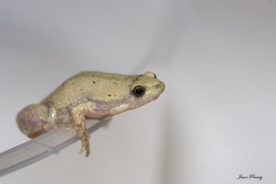 Great Plains Narrow-mouthed Frog (Gastrophryne olivacea)