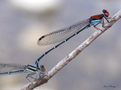 Coppery Dancer Male (and female)