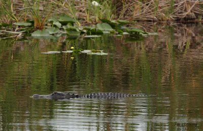 American Alligator - FL Everglades