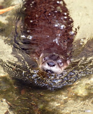 American River Otter