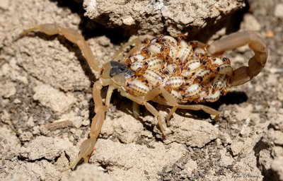 Striped Bark Scorpion - Centruroides vitattus