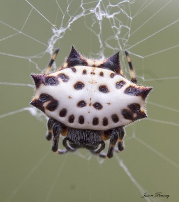 Spinyback Orbweaver