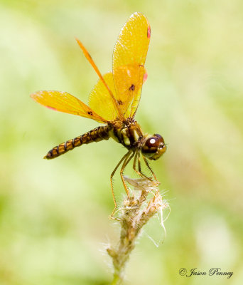 Amberwing.jpg