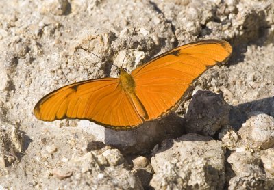 Julia Butterfly - Dryas julia